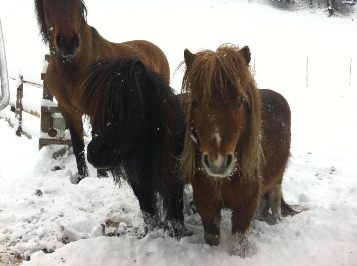 Ahlhof Villa Schladming Eksteriør billede