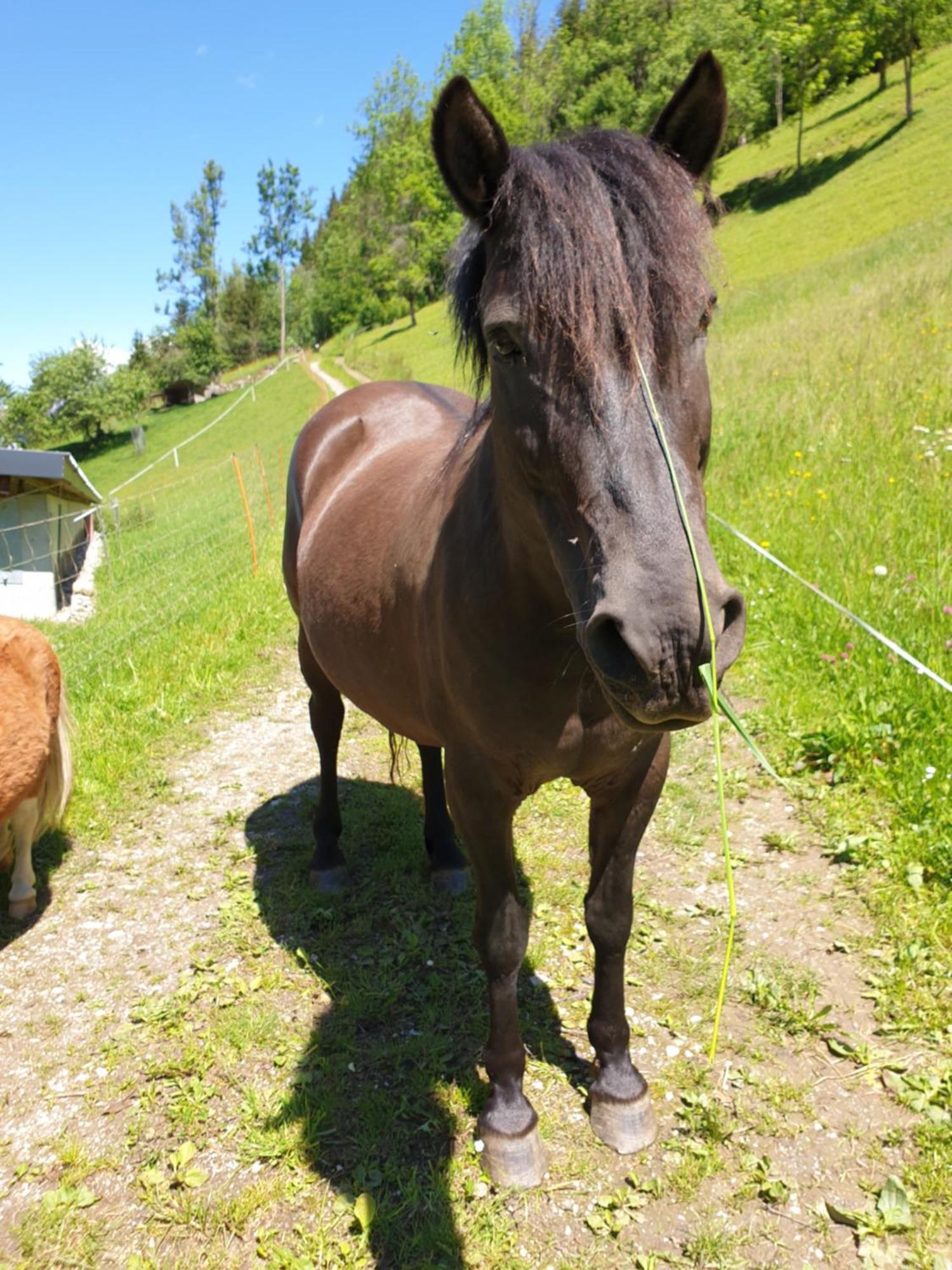 Ahlhof Villa Schladming Eksteriør billede